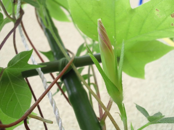 クリックしてね