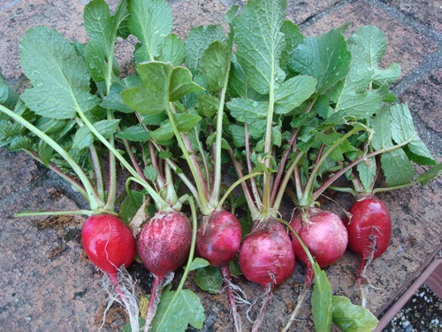 クリックしてね