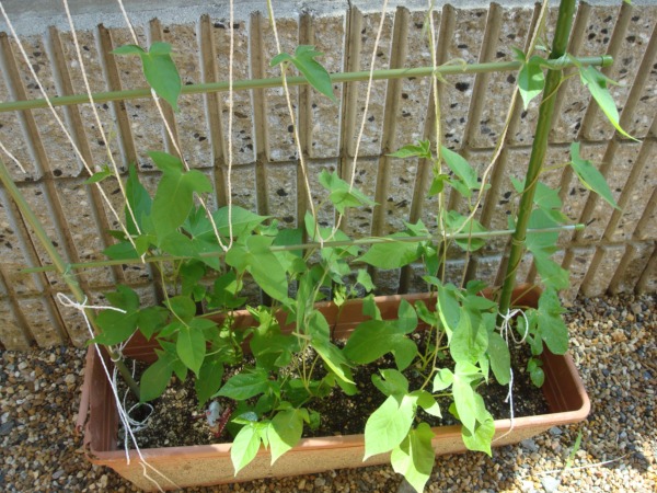 クリックしてね