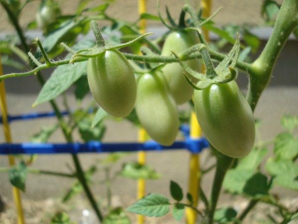 クリックしてね